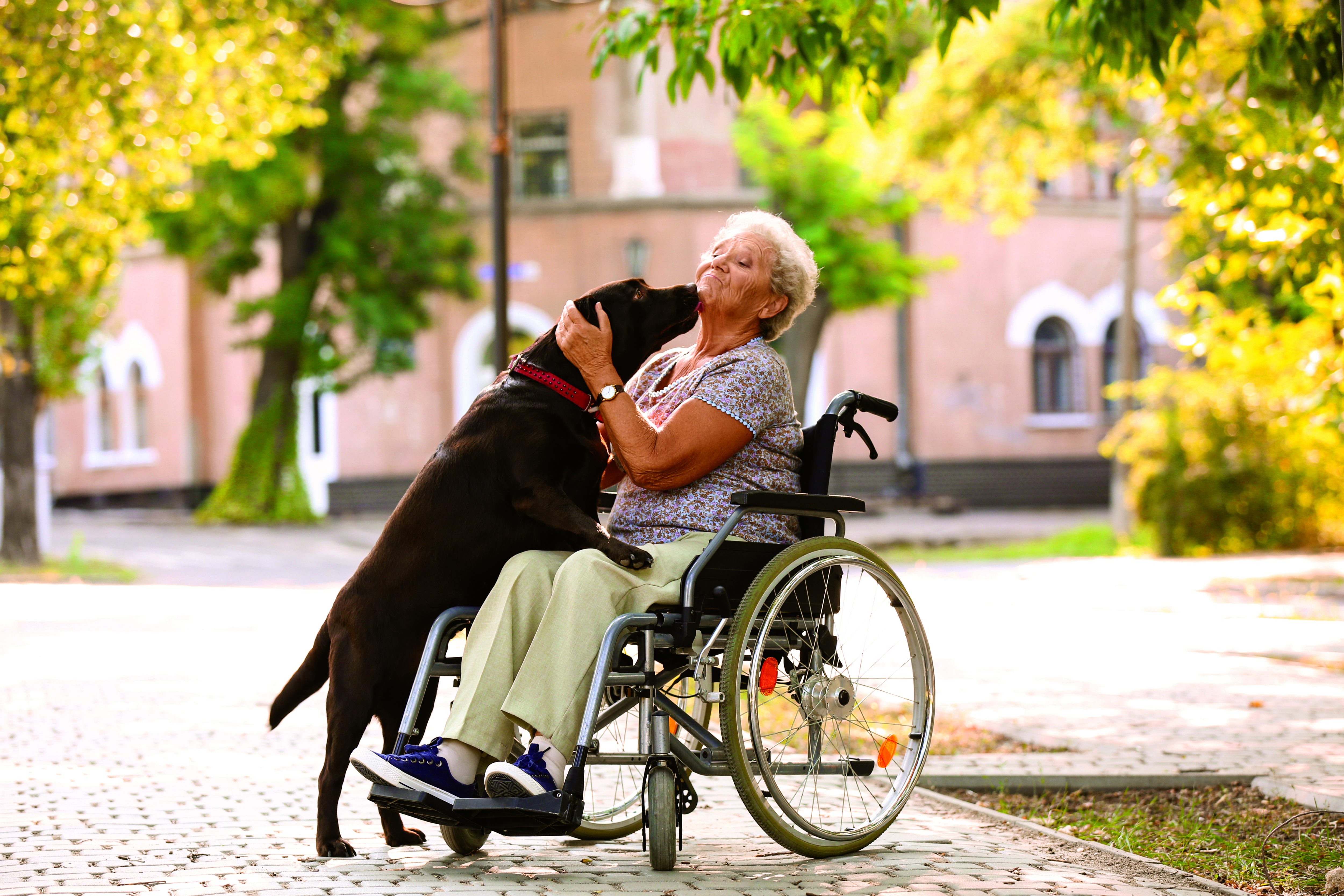 elderly woman in a wheelchair cuddling a large brown dog