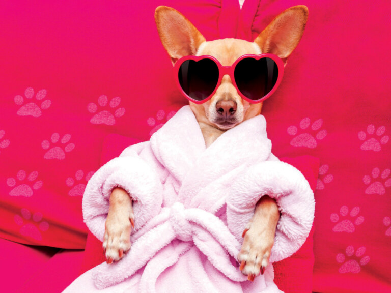 Small dog with pink bathrobe and pink heart-shaped sunglasses