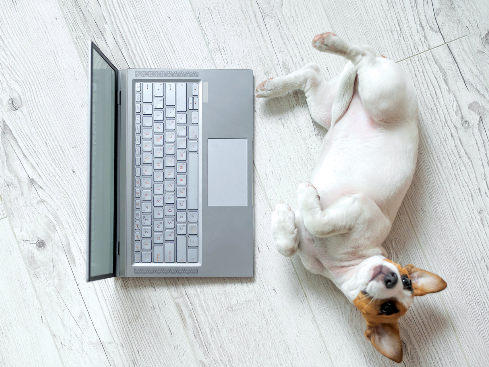 Dog in front of a computer